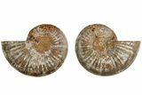 Jurassic Cut & Polished Ammonite Fossil (Pair)- Madagascar #215978-1